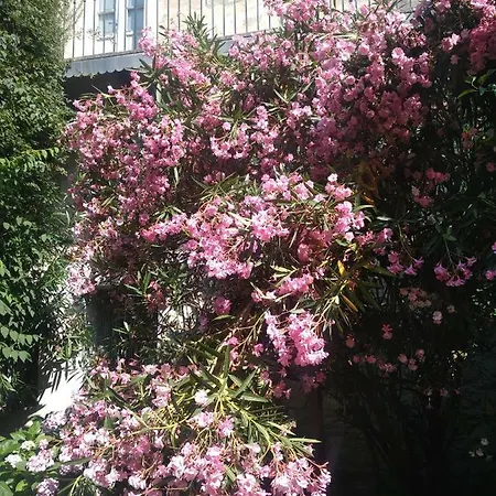 Bel Dans Cloitre Arbore Apartment Villeneuve-les-Avignon